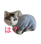 我が家のねこスタンプ（個別スタンプ：1）