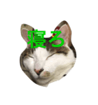 我が家のねこスタンプ（個別スタンプ：4）