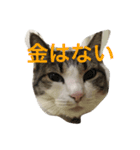 我が家のねこスタンプ（個別スタンプ：6）