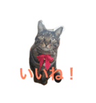 我が家のねこスタンプ（個別スタンプ：7）