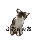 我が家のねこスタンプ（個別スタンプ：8）