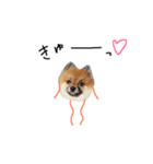 ごんた らいく あ ふぉっくす（個別スタンプ：31）