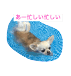 モモララ その3（個別スタンプ：3）