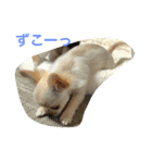 モモララ その3（個別スタンプ：6）