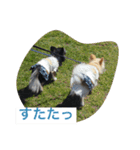モモララ その3（個別スタンプ：9）