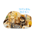 モモララ その3（個別スタンプ：16）