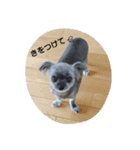 チワプー もこちゃん。（個別スタンプ：3）