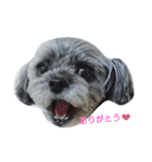 チワプー もこちゃん。（個別スタンプ：7）