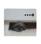 チワプー もこちゃん。（個別スタンプ：16）