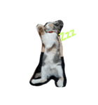 おやすみねこ（個別スタンプ：6）