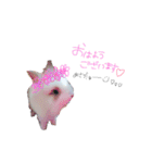 うさぎのジェラたん 。（個別スタンプ：1）