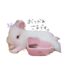うさぎのジェラたん 。（個別スタンプ：2）