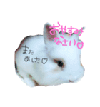 うさぎのジェラたん 。（個別スタンプ：3）