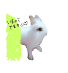 うさぎのジェラたん 。（個別スタンプ：5）