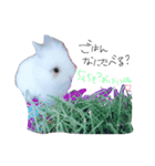 うさぎのジェラたん 。（個別スタンプ：8）
