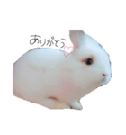 うさぎのジェラたん 。（個別スタンプ：10）