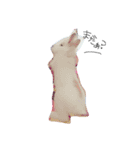うさぎのジェラたん 。（個別スタンプ：11）