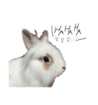 うさぎのジェラたん 。（個別スタンプ：12）