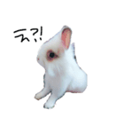 うさぎのジェラたん 。（個別スタンプ：14）