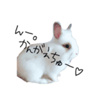 うさぎのジェラたん 。（個別スタンプ：15）