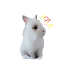 うさぎのジェラたん 。（個別スタンプ：16）