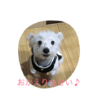 うちのペーター（個別スタンプ：10）