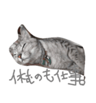 ハタねこスタンプ2（個別スタンプ：5）