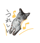 ハタねこスタンプ2（個別スタンプ：6）