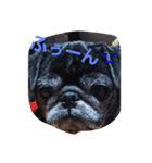 愛犬✨ひめ（個別スタンプ：2）