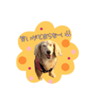 大好きMダックス（個別スタンプ：3）
