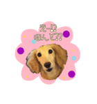 大好きMダックス（個別スタンプ：7）