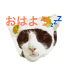 タケルんの猫 1（個別スタンプ：1）