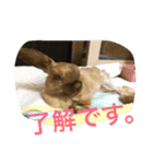 らぶ太じぃちゃんの日常。（個別スタンプ：4）