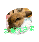 らぶ太じぃちゃんの日常。（個別スタンプ：10）