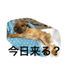 らぶ太じぃちゃんの日常。（個別スタンプ：16）