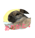 らぶ太じぃちゃんの日常。（個別スタンプ：17）