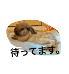 らぶ太じぃちゃんの日常。（個別スタンプ：21）