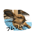らぶ太じぃちゃんの日常。（個別スタンプ：23）