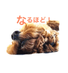 やっぱりレオはトイプードル！（個別スタンプ：1）