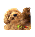やっぱりレオはトイプードル！（個別スタンプ：4）