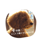 やっぱりレオはトイプードル！（個別スタンプ：9）