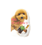 やっぱりレオはトイプードル！（個別スタンプ：12）
