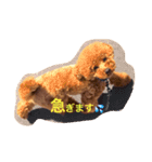 やっぱりレオはトイプードル！（個別スタンプ：15）