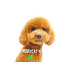 やっぱりレオはトイプードル！（個別スタンプ：16）