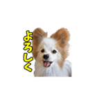 パピヨン犬 小雪＆真雪（個別スタンプ：2）