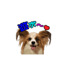 パピヨン犬 小雪＆真雪（個別スタンプ：4）