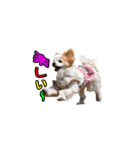 パピヨン犬 小雪＆真雪（個別スタンプ：6）