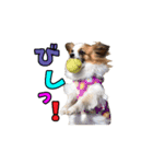 パピヨン犬 小雪＆真雪（個別スタンプ：10）