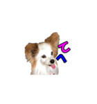 パピヨン犬 小雪＆真雪（個別スタンプ：12）