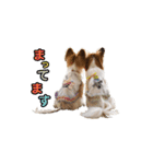 パピヨン犬 小雪＆真雪（個別スタンプ：16）